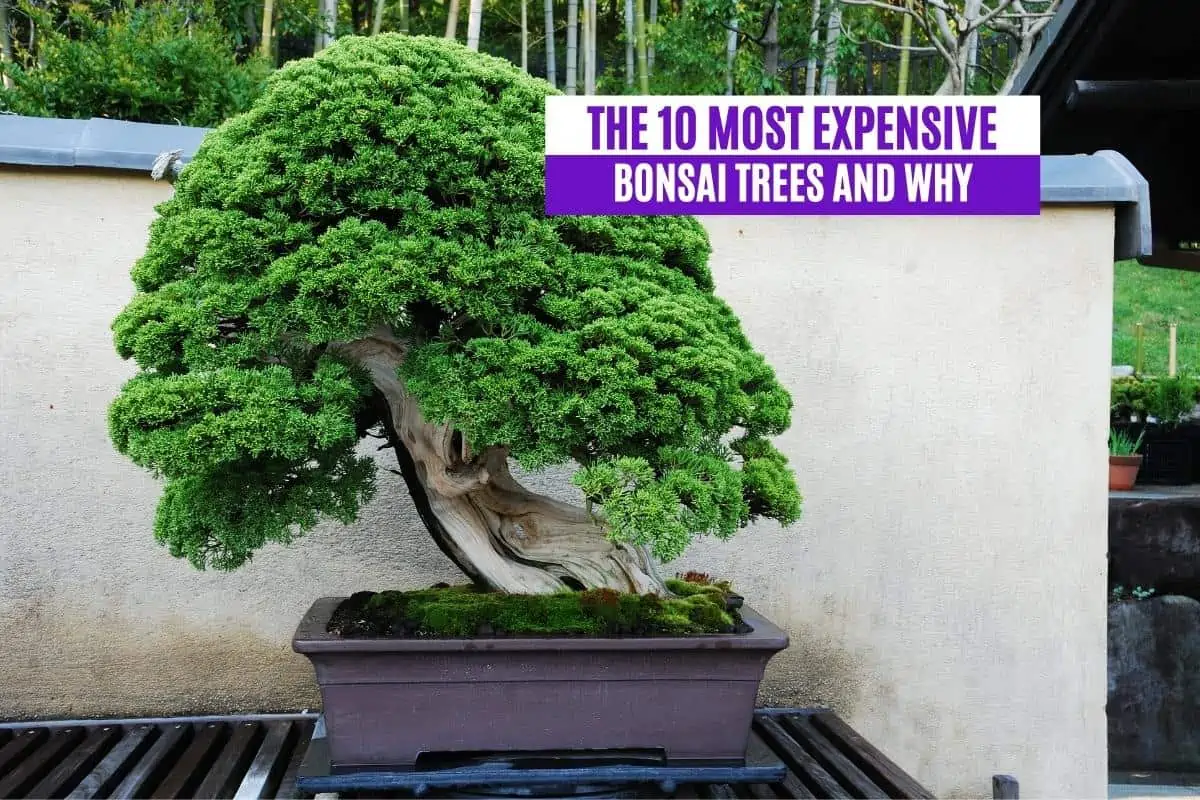 The 10 Most Expensive Bonsai Trees and Why