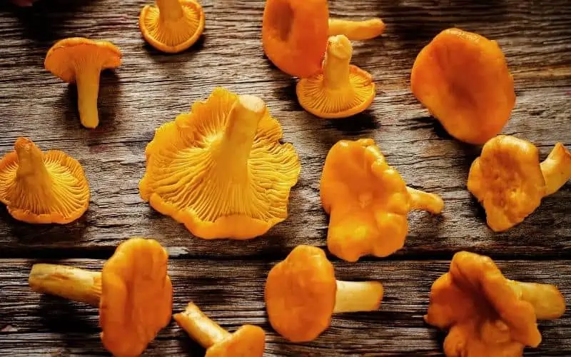 Chanterelle-Mushrooms