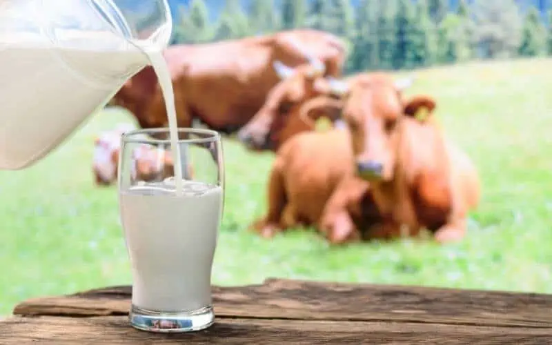 Cow-Milk
