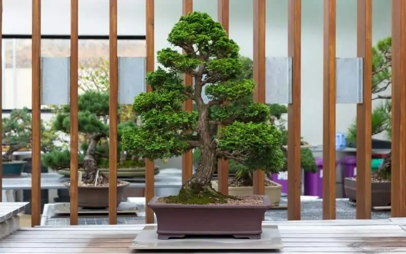 Dwarf-Hinoki-Cypress-Bonsai