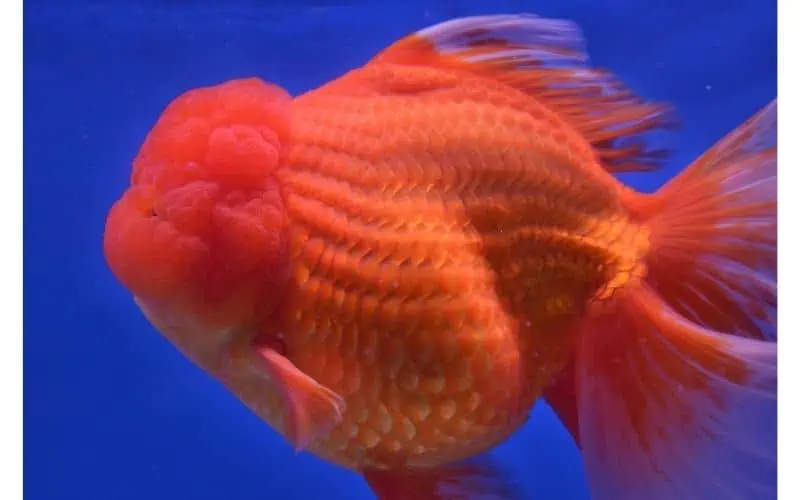 Giant-Oranda-Goldfish
