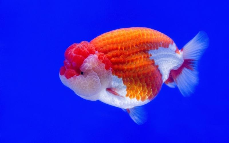 Giant-Ranchu-Lionhead-goldfish