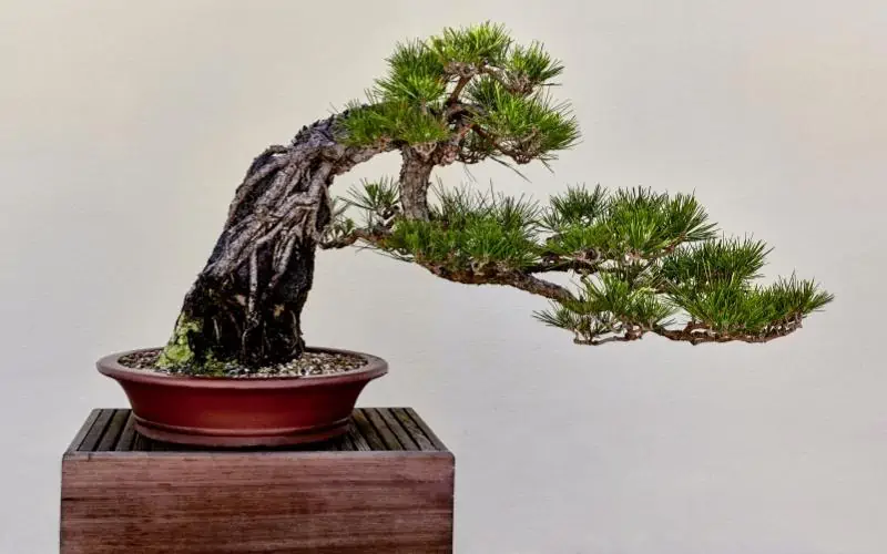 Japanese-Black-Pine-Bonsai