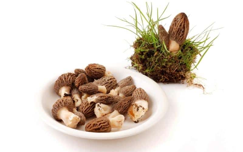 Morel-Mushrooms