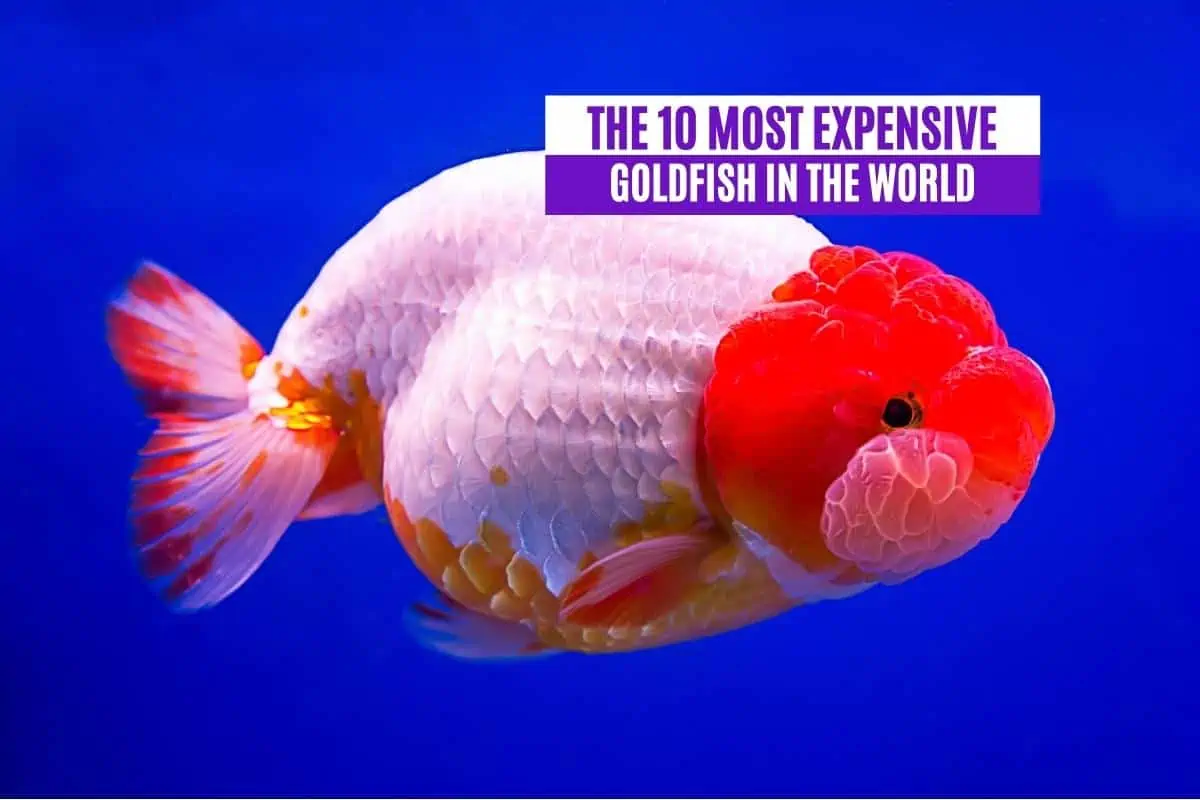 The 10 Most Expensive Goldfish in the World