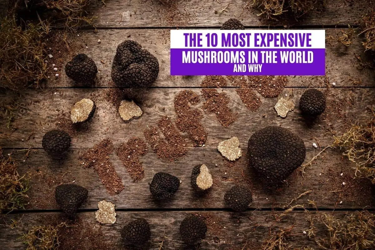 The 10 Most Expensive Mushrooms in the World and Why