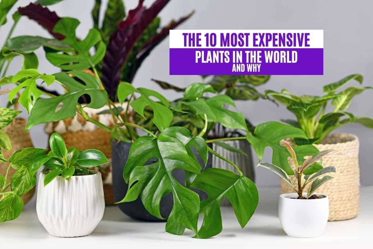 The 10 Most Expensive Plants in the World and Why