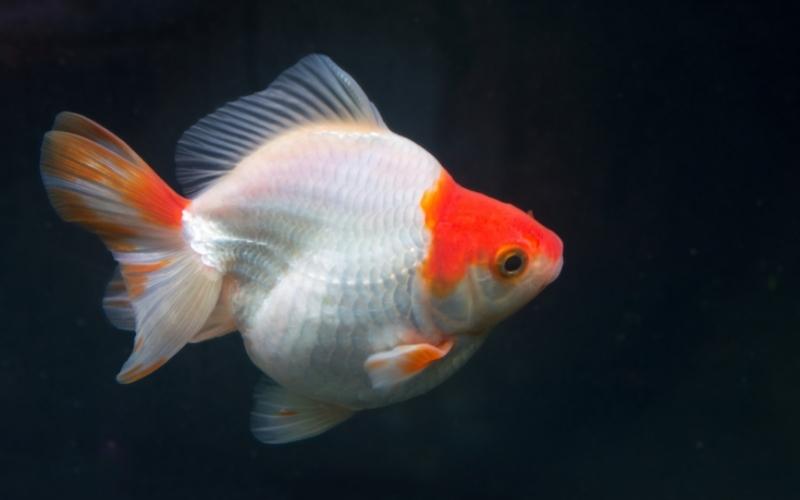 Red-and-White-Short-Tail-Ryukin-Goldfish