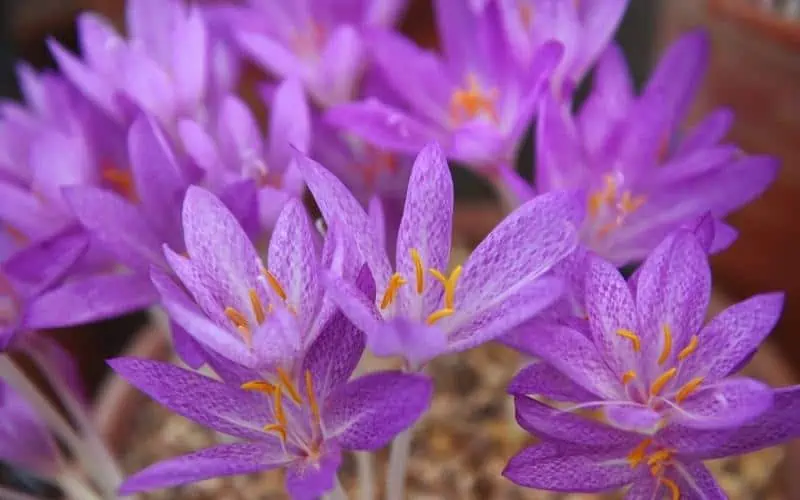 Saffron-Crocus