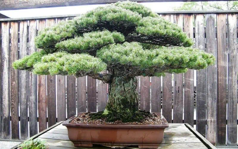 The-Yamaki-Pine-Bonsai-Survived-Hiroshima