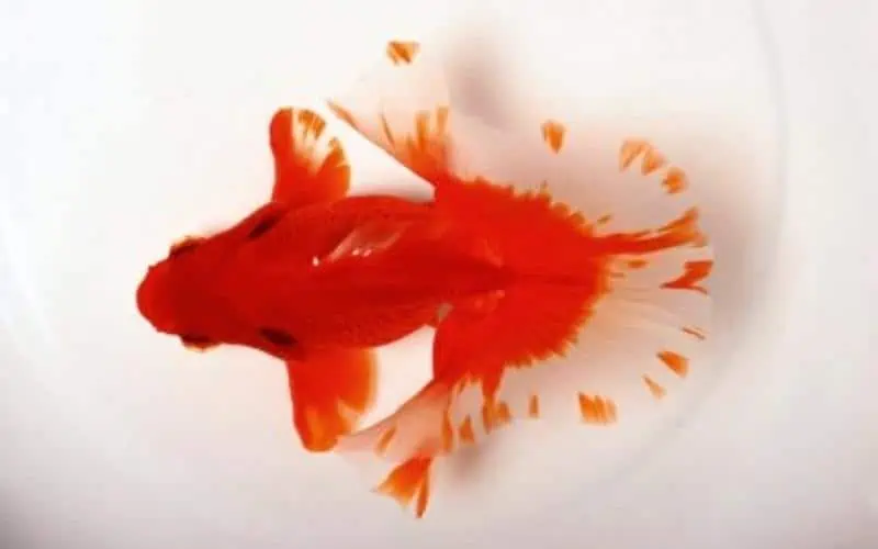 Tosakin-Goldfish