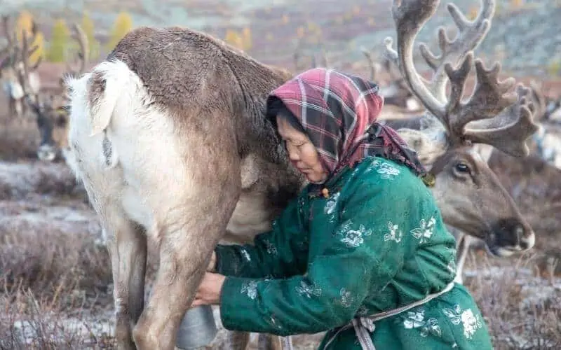 Tsaatan-woman-milking-a-reindeer