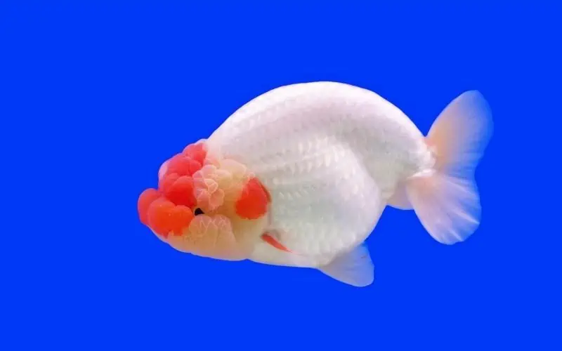 red-and-white-ranchu-goldfish