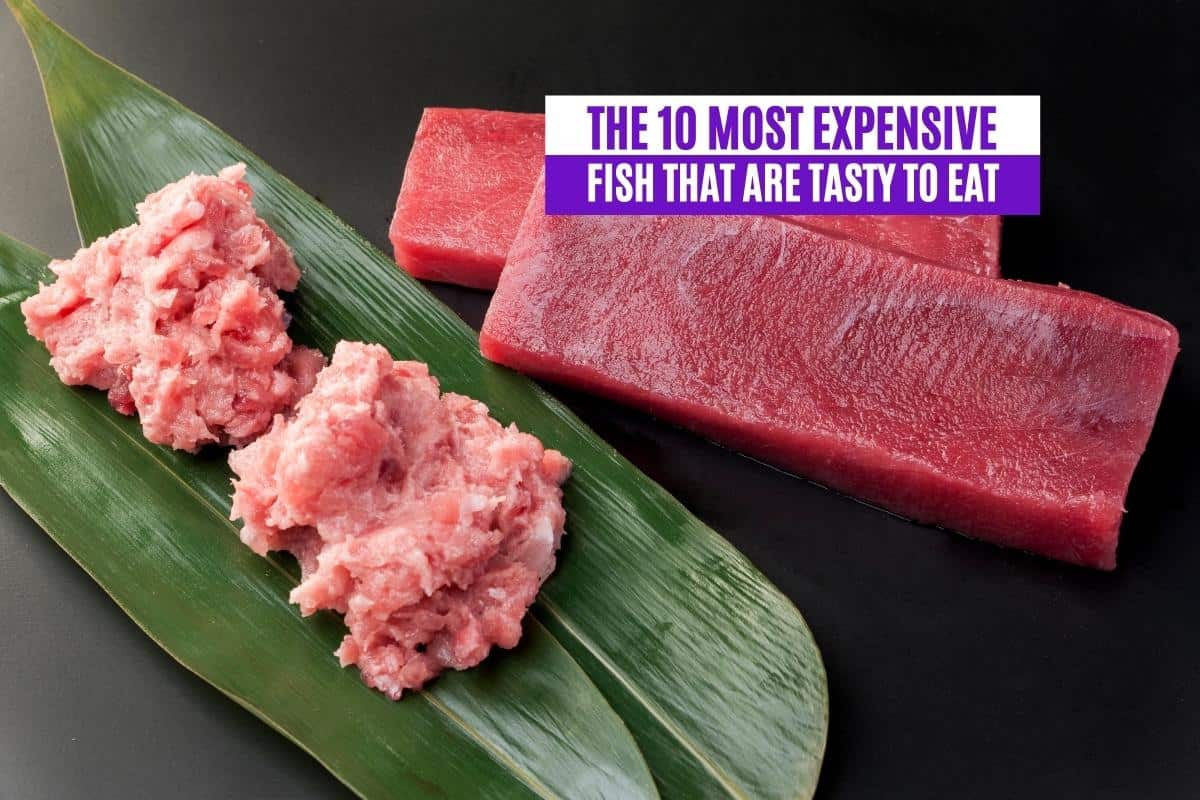 The 10 Most Expensive Fish That Are Tasty to Eat