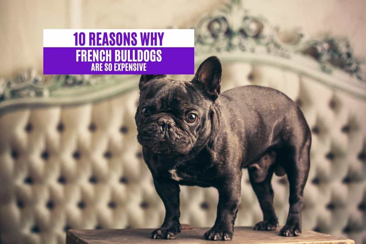 10 Reasons Why French Bulldogs are So Expensive