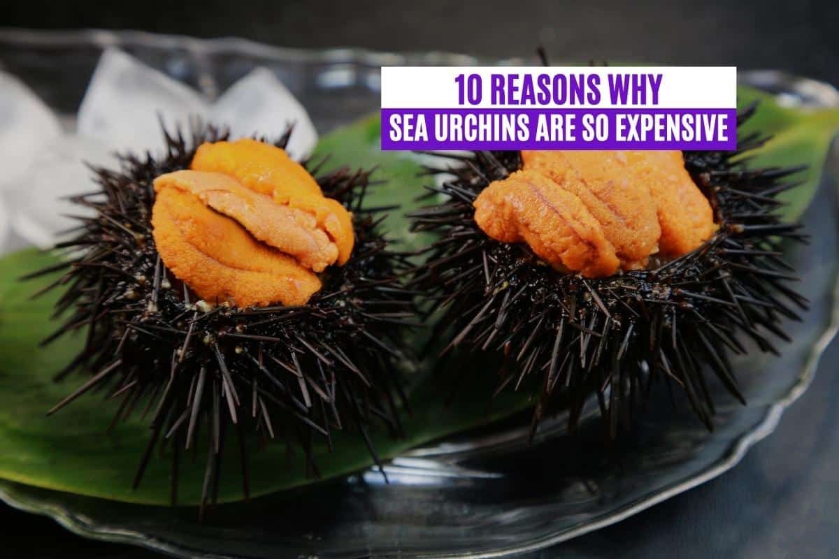 10 Reasons Why Sea Urchins Are So Expensive