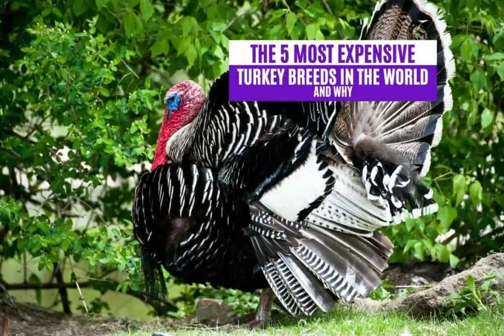 The 5 Most Expensive Turkey Breeds in the World and Why