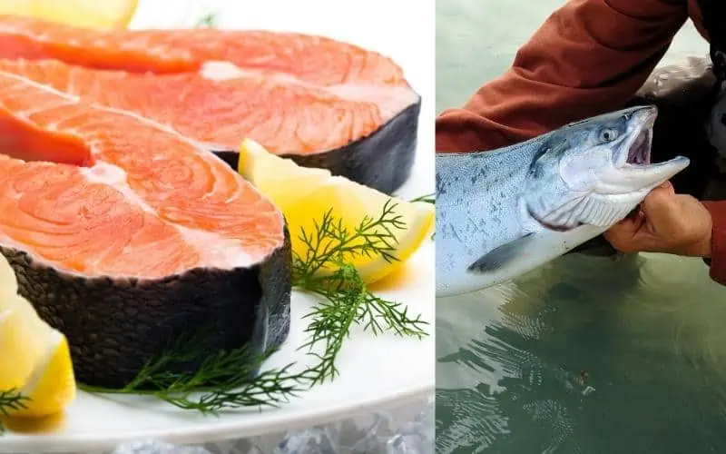 Alaskan-Wild-King-Salmon
