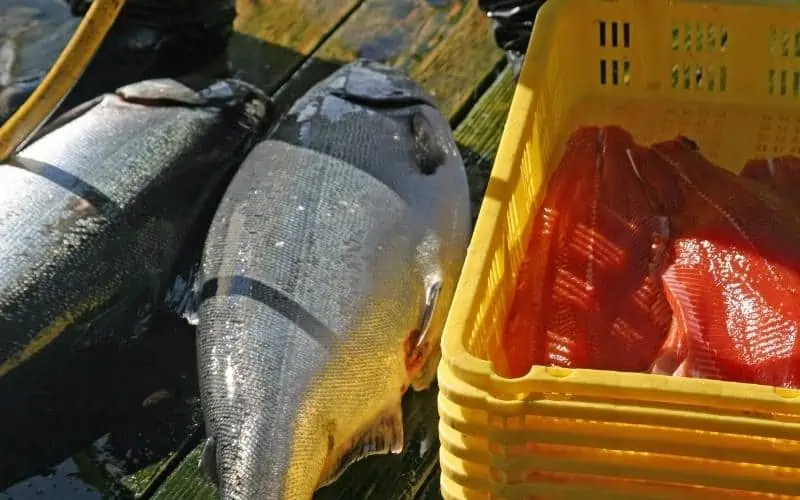 Chinook-Salmon