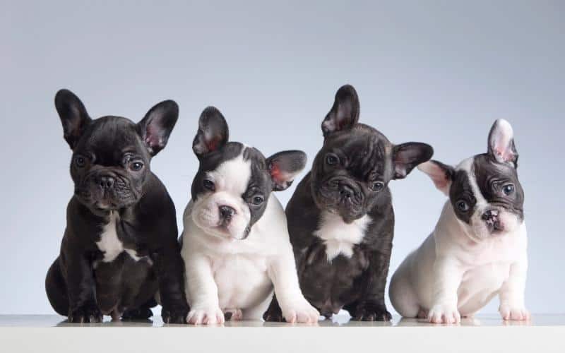 Four-baby-french-bulldogs