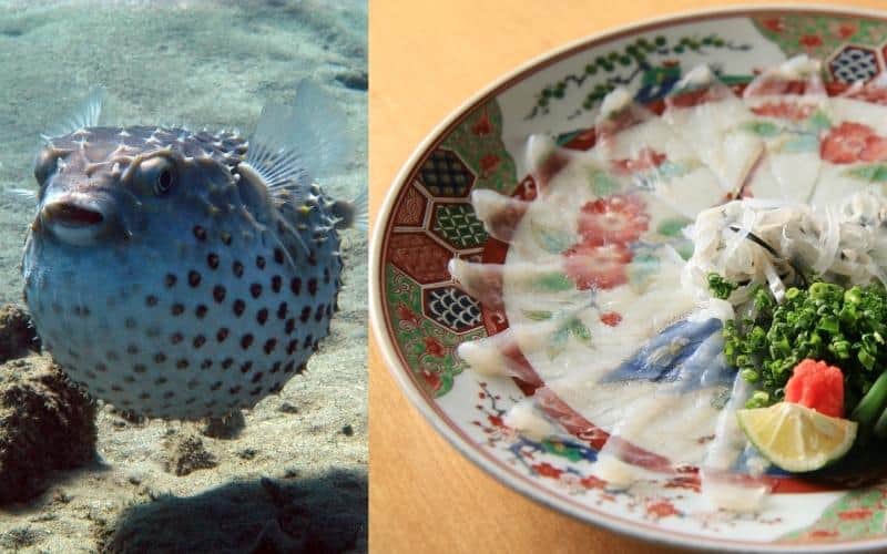 Pufferfish-Sashimi