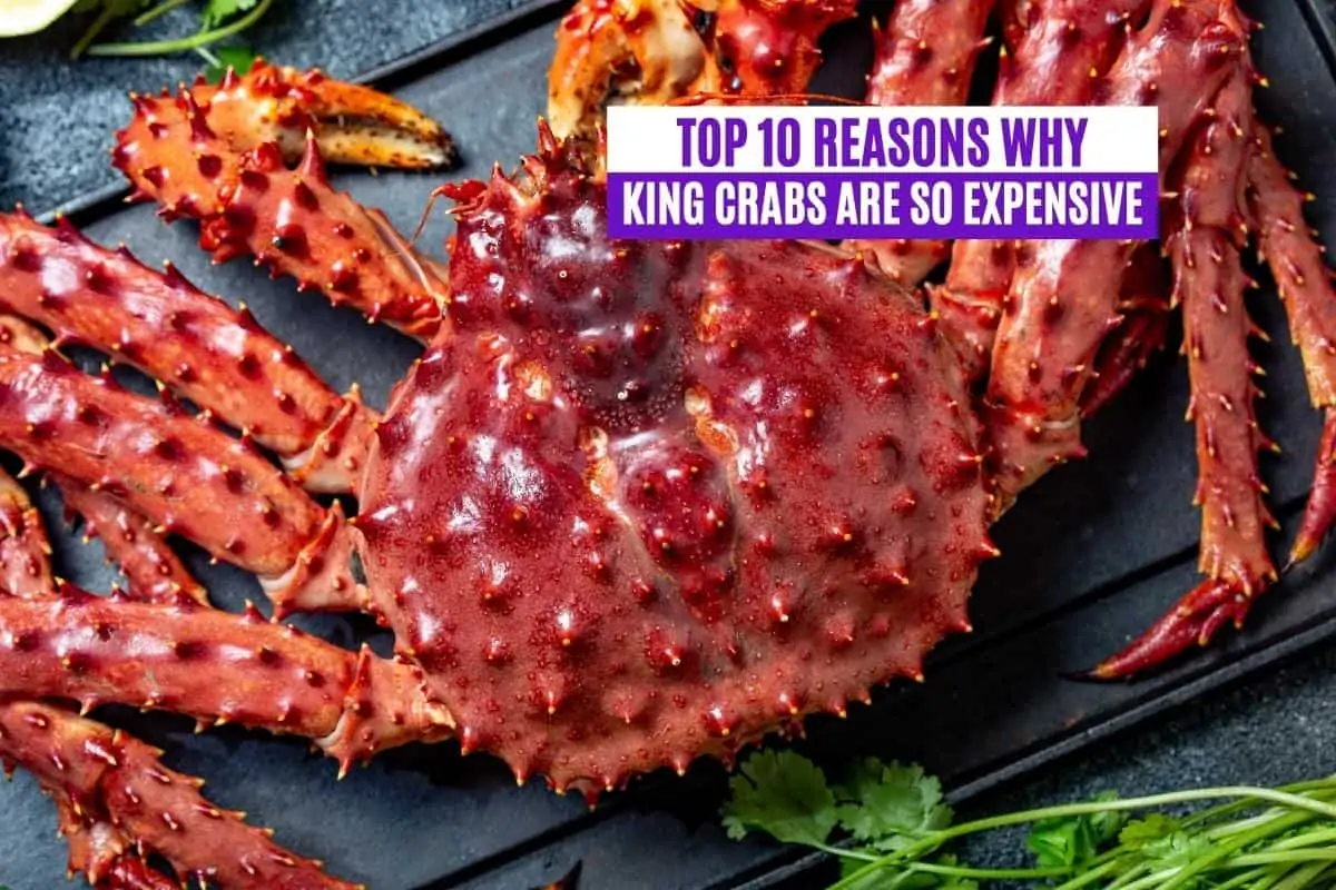 Top 10 Reasons Why King Crabs Are So Expensive