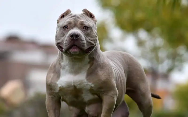 Champagne-American-Bully
