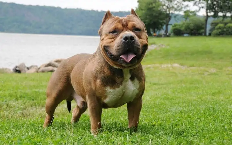 What Is The Most Expensive Bully Breed