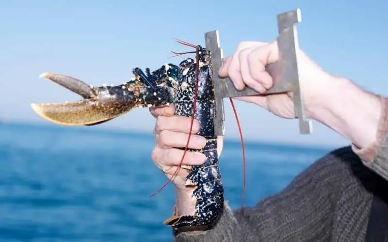 Man-measuring-lobster