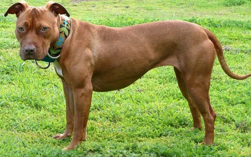 What Is The Most Expensive Bully Breed
