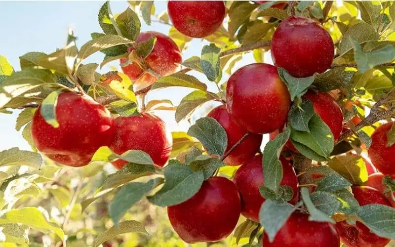SugarBee-Apple-Tree