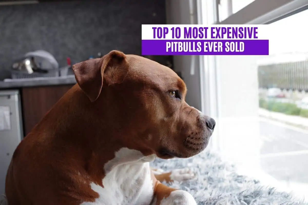Top 10 Most Expensive Pitbulls Ever Sold