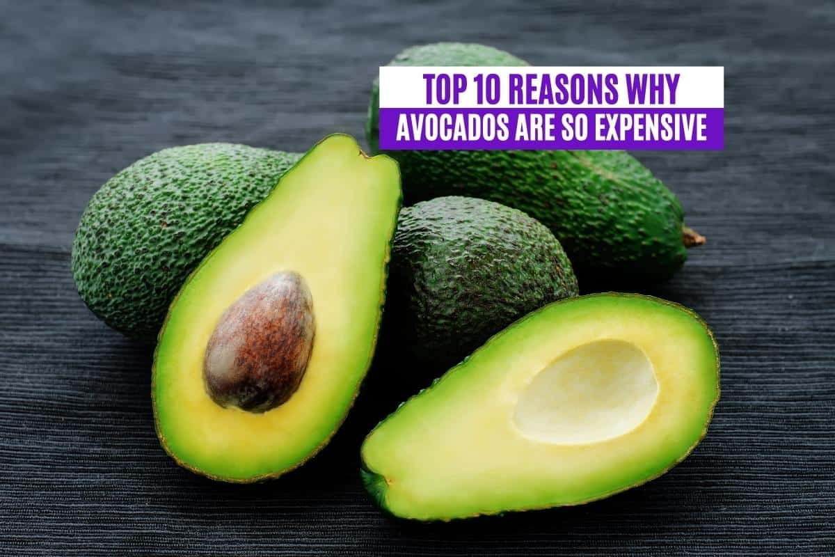 Top 10 Reasons Why Avocados Are So Expensive