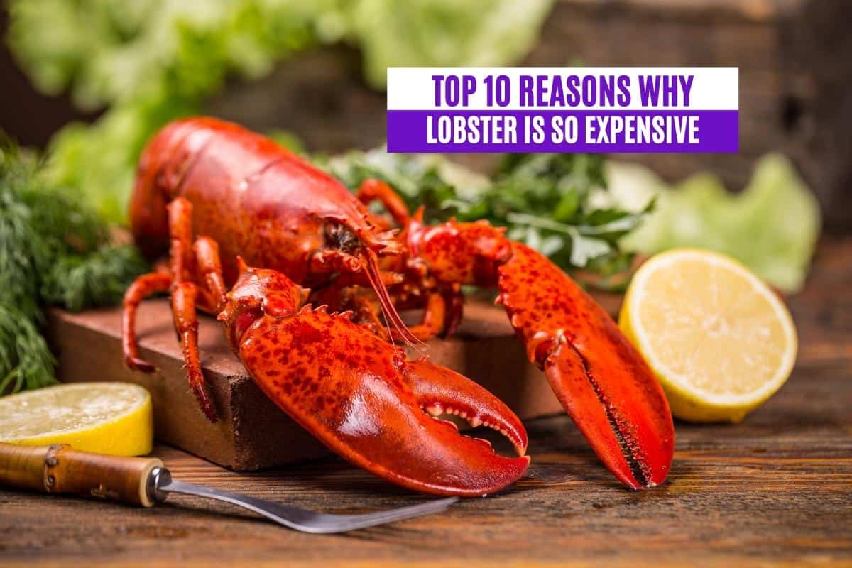 Top 10 Reasons Why Lobster is So Expensive