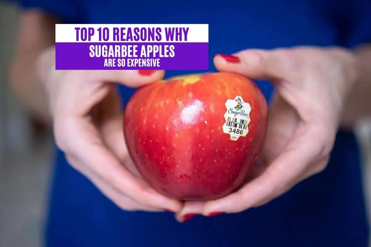 Top 10 Reasons Why Sugarbee Apples Are So Expensive