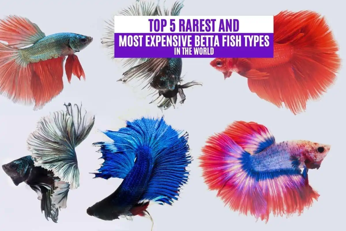 Top 5 Rarest and Most Expensive Betta Fish Types in the World