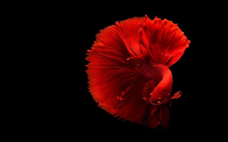 solid-red-betta
