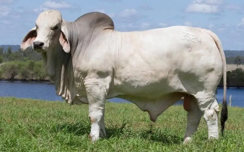 Australian-Brahman-Bull