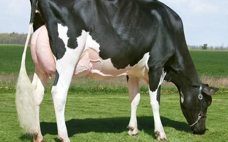 Missy-Canadian-Holstein-Cow