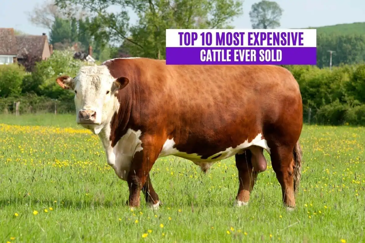 Top 10 Most Expensive Cattle Ever Sold