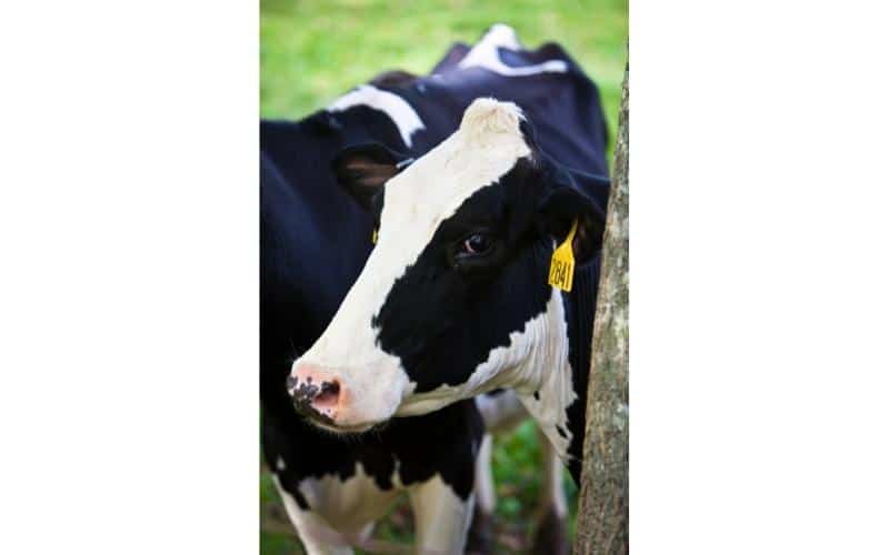 Vermont-Cow