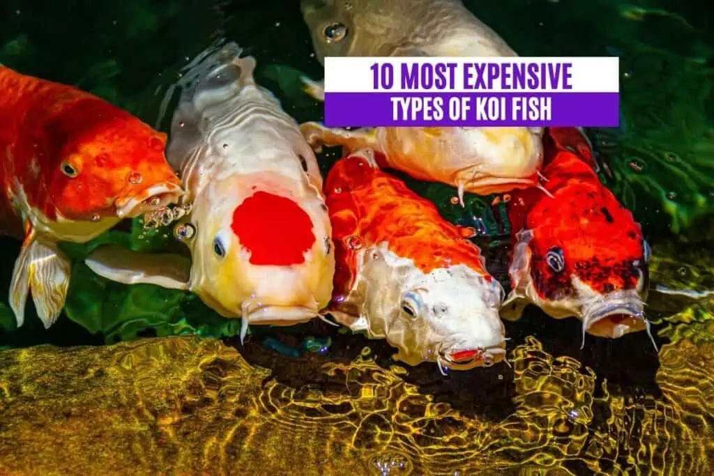 10 Most Expensive Types of Koi Fish