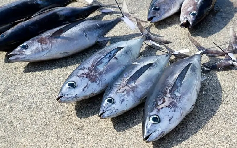 Albacore-Tuna-Fish