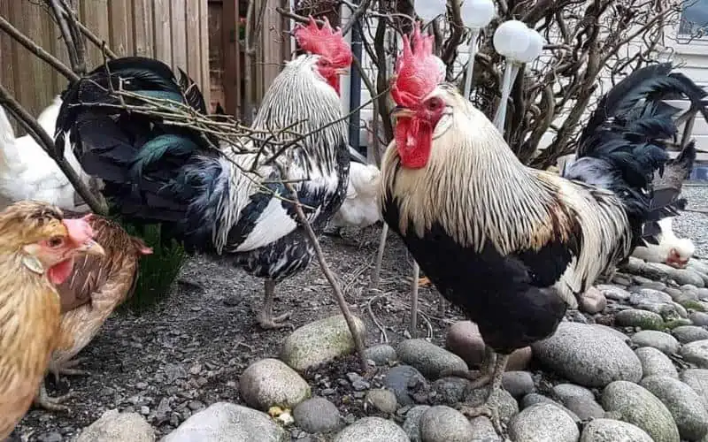 Icelandic-Chicken