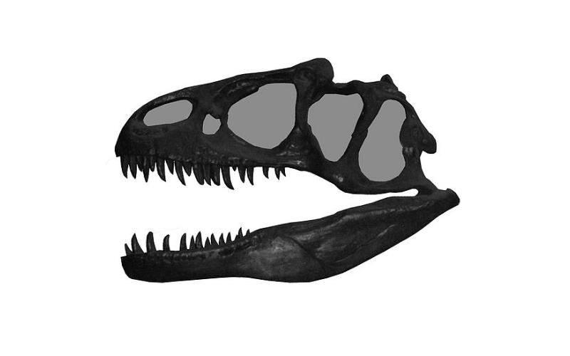 New-Carnivorous-Allosaurus