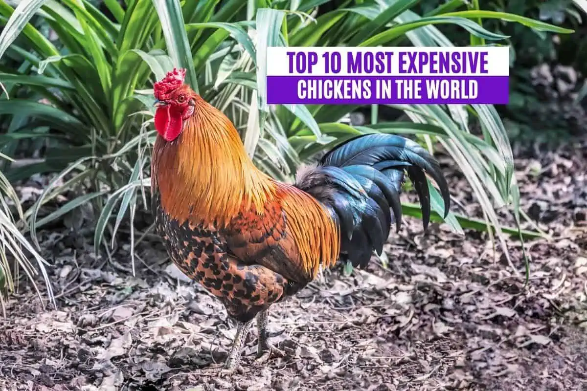 Top 10 Most Expensive Chickens in the World