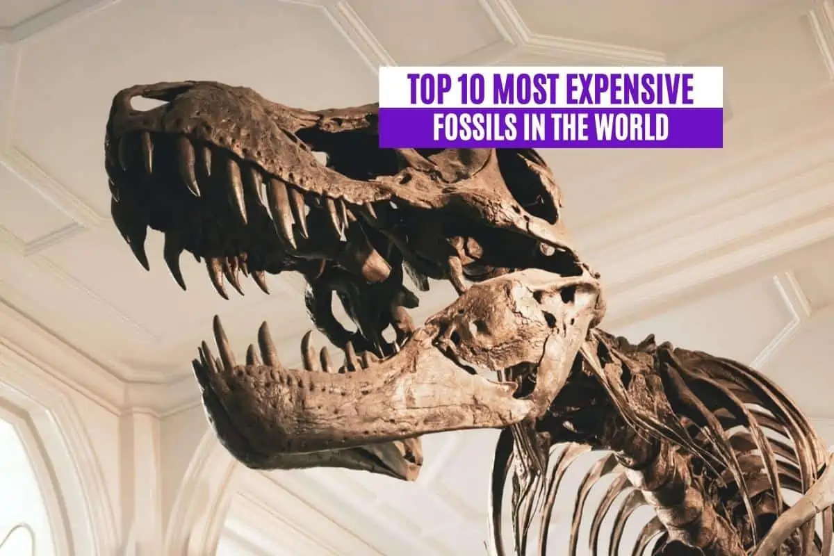 Top 10 Most Expensive Fossils in the World