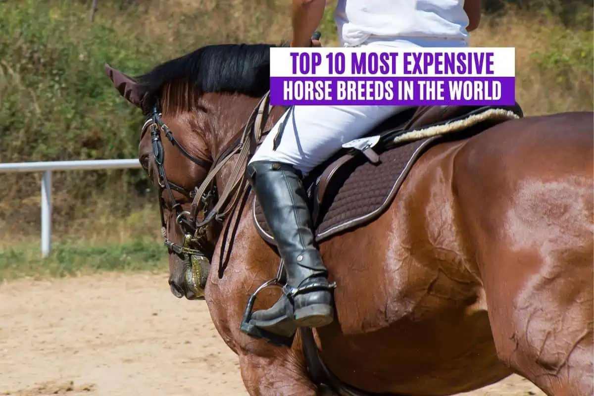 Top 10 Most Expensive Horse Breeds in the World