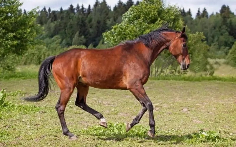 Trakehner-Horse