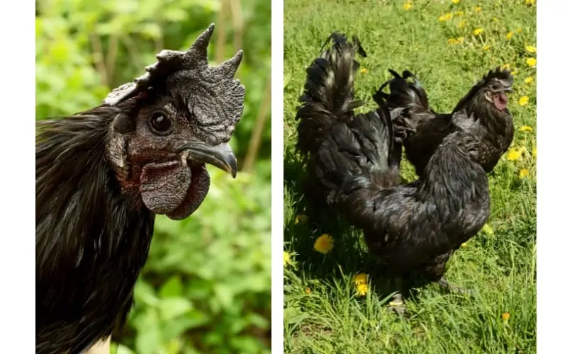 Ayam-Cemani-Chickens